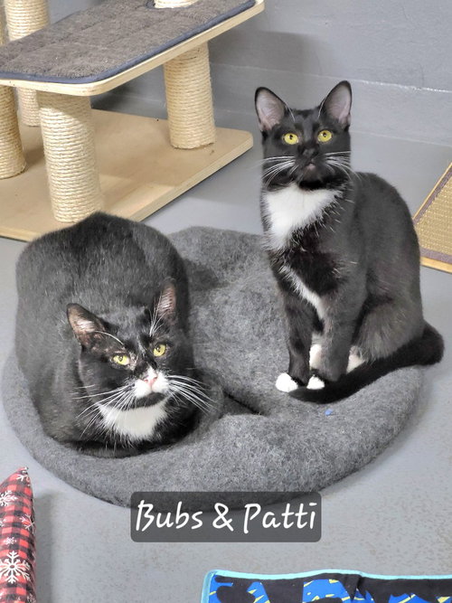 BUBS - Domestic Short Hair available for adoption
