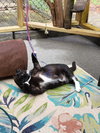 Bubs - Photo 4