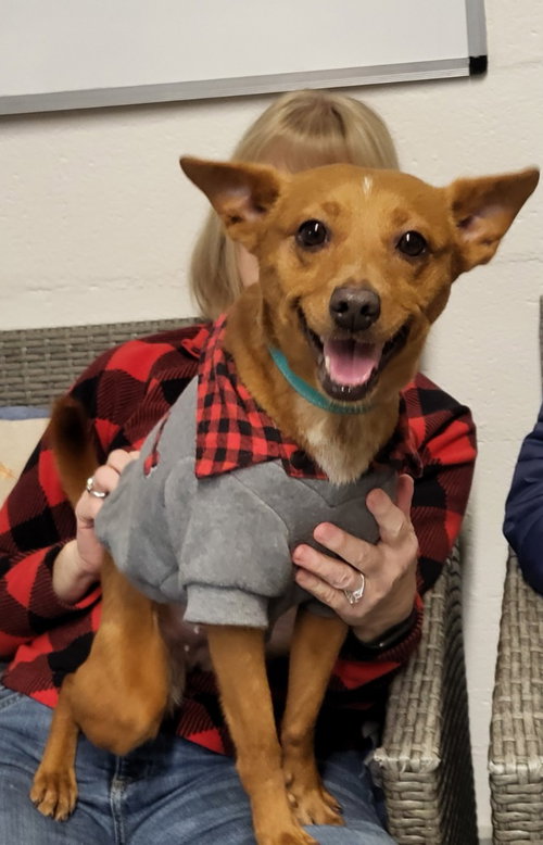 MABEL - Chihuahua / Dachshund available for adoption
