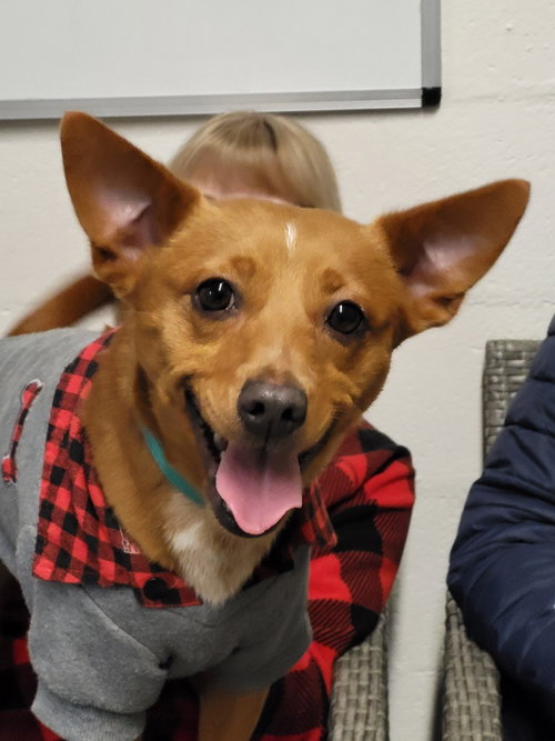 MABEL - Chihuahua / Dachshund available for adoption