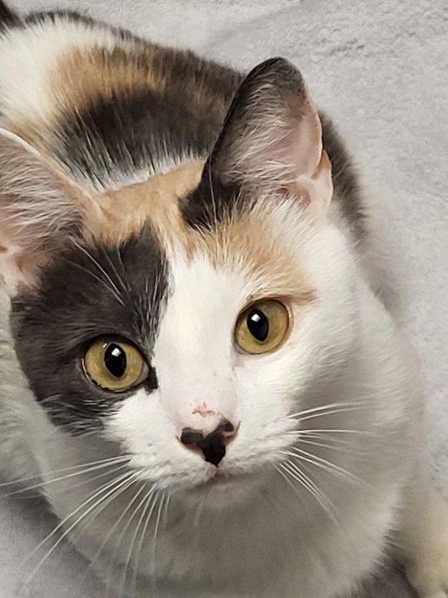 picture of the cat needing adoption