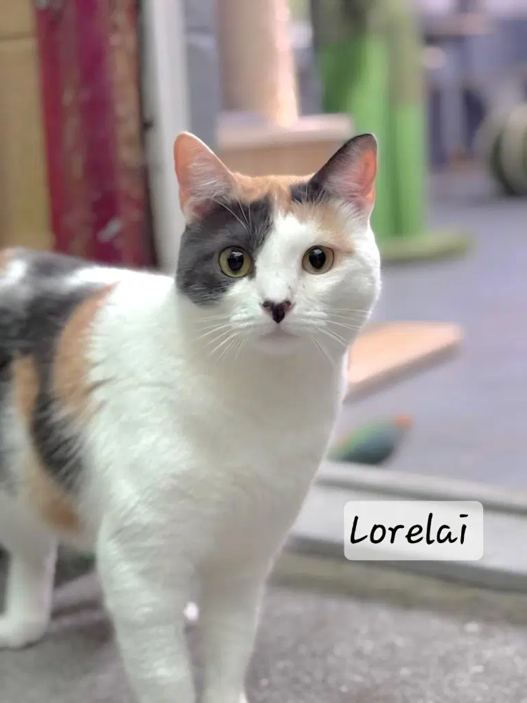 Lorelai - Calico