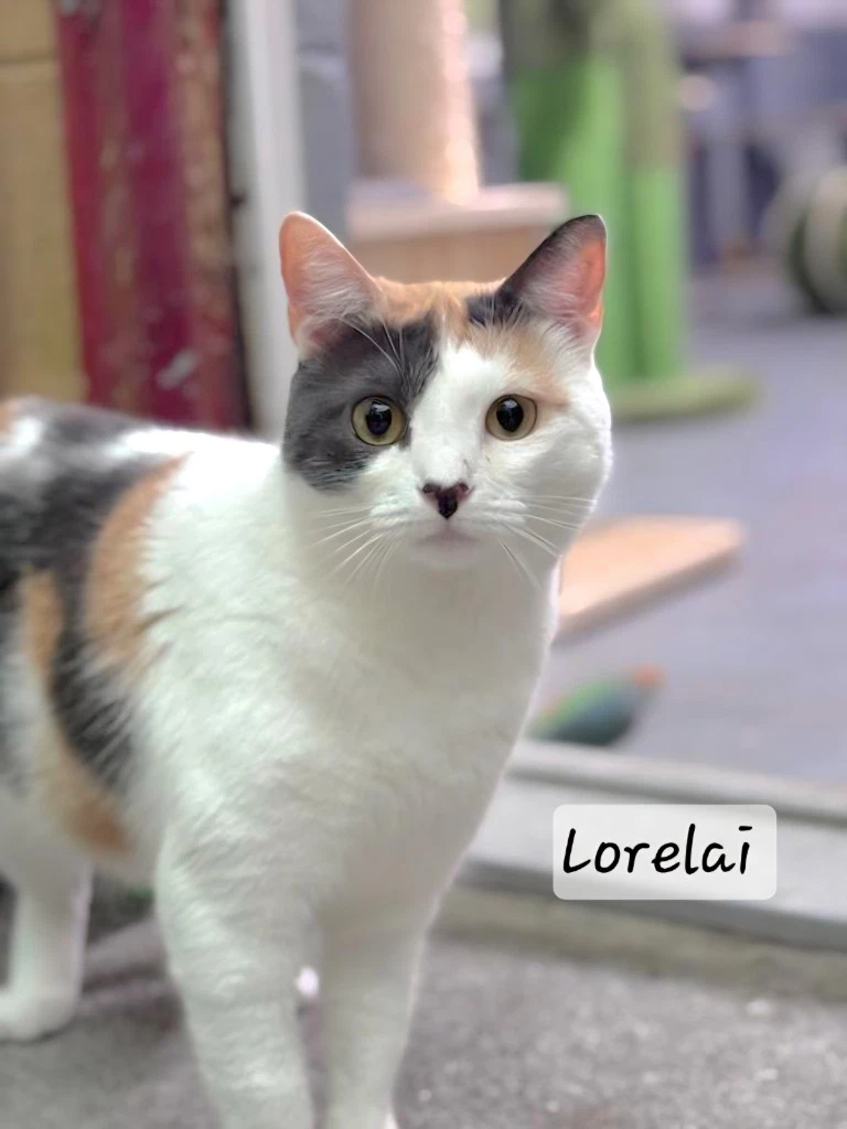 Lorelai