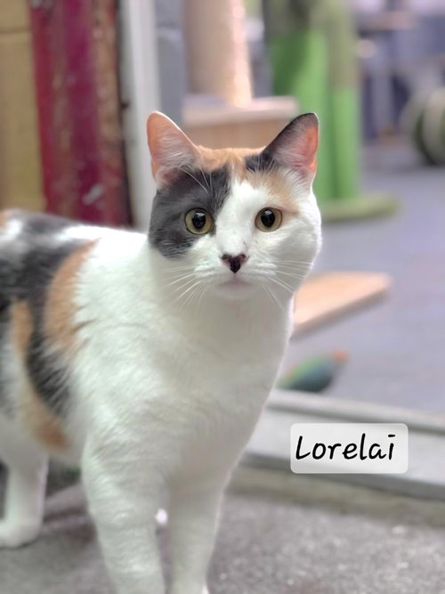 Lorelai