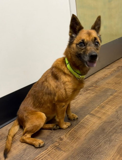 picture of the dog needing adoption