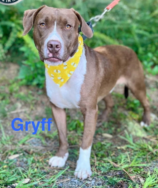 Gryff
