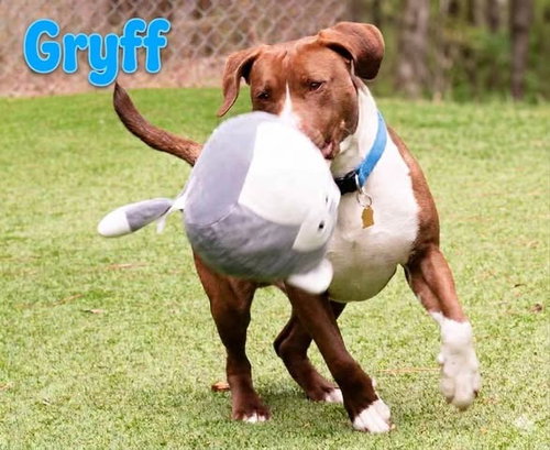 Gryff, an adoptable Labrador Retriever in Ellijay, GA
