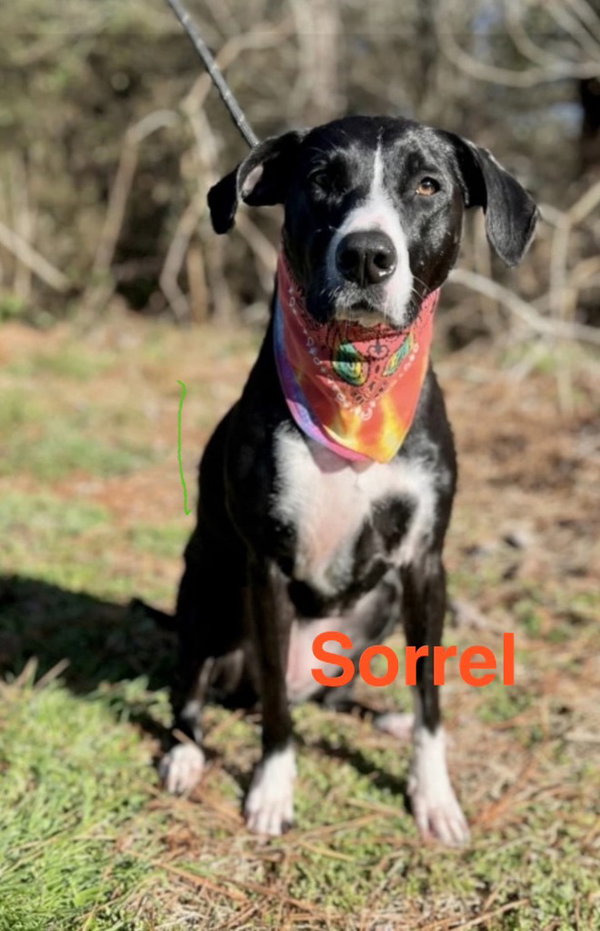 Sorrel