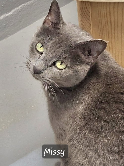 Missy, an adoptable American Shorthair in Ellijay, GA