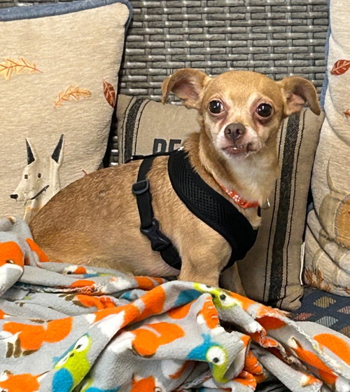 Morty, an adoptable Chihuahua in Ellijay, GA