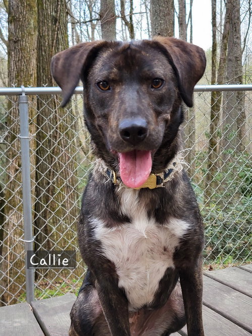 Callie, an adoptable Mountain Cur in Ellijay, GA