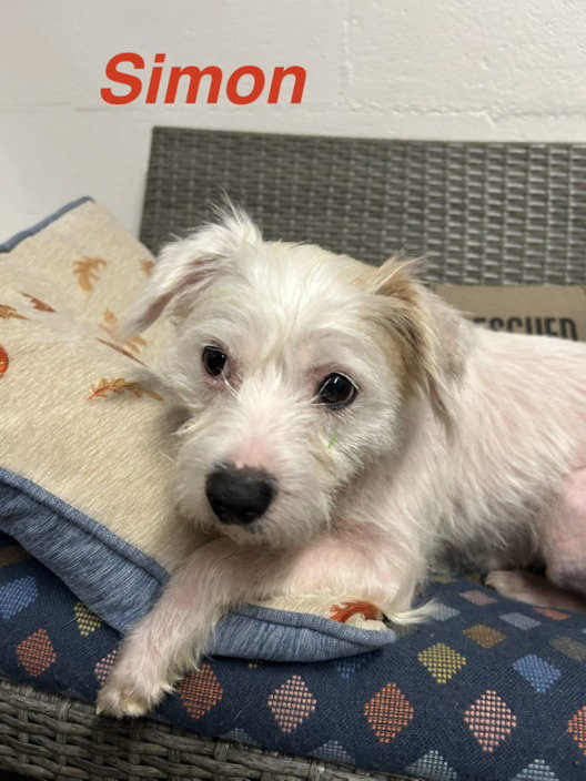 Simon
