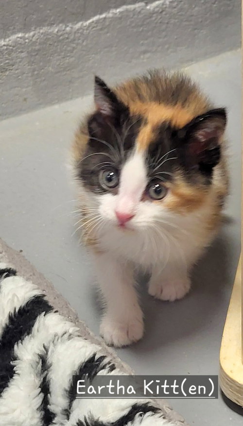 EARTHA KITT(EN) - Calico available for adoption