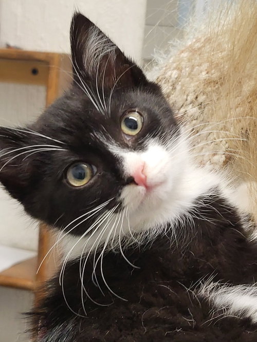 Ava, an adoptable Domestic Medium Hair in Ellijay, GA