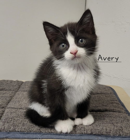 Avery, an adoptable Domestic Medium Hair in Ellijay, GA