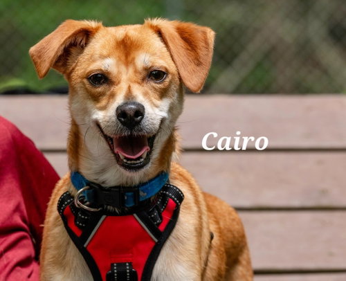 Cairo, an adoptable Basenji in Ellijay, GA