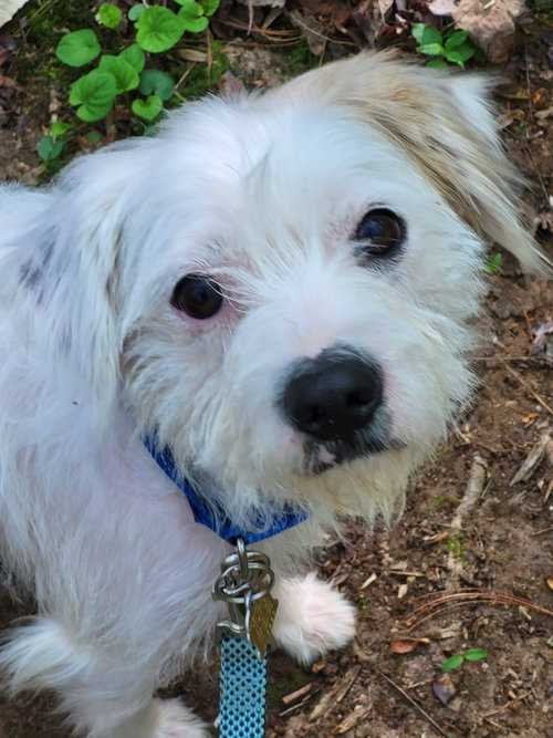 Simon, an adoptable Terrier in Ellijay, GA