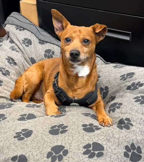 Pappy, an adoptable Chihuahua in Ellijay, GA