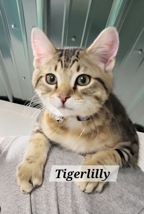 Tigerlilly, an adoptable Tabby in Ellijay, GA