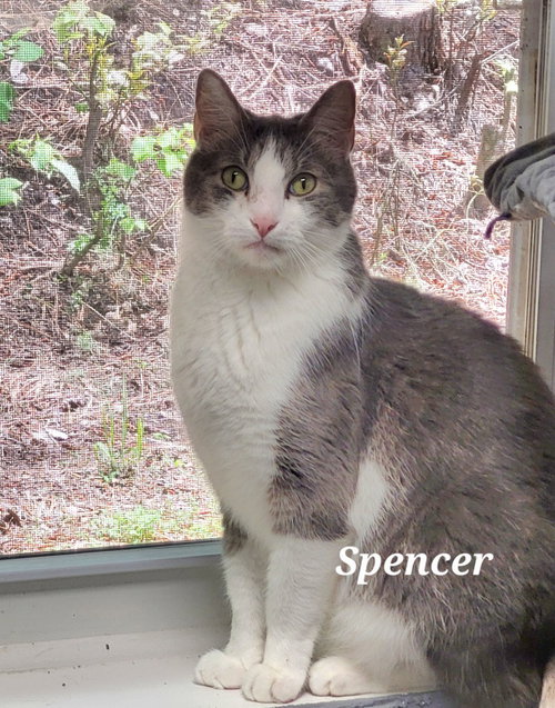 Spencer, an adoptable Domestic Short Hair in Ellijay, GA