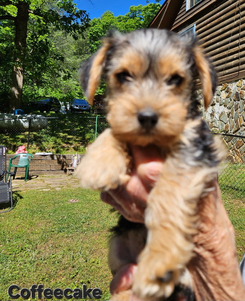 Coffeecake, an adoptable Yorkshire Terrier Yorkie in Ellijay, GA
