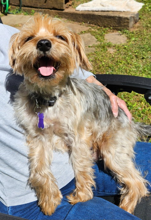 Lizza Jane, an adoptable Yorkshire Terrier Yorkie in Ellijay, GA