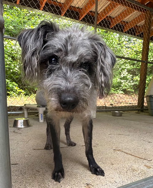 Stevie, an adoptable Schnauzer in Ellijay, GA