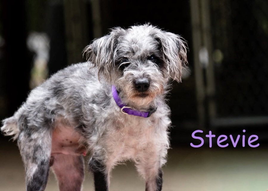 Stevie