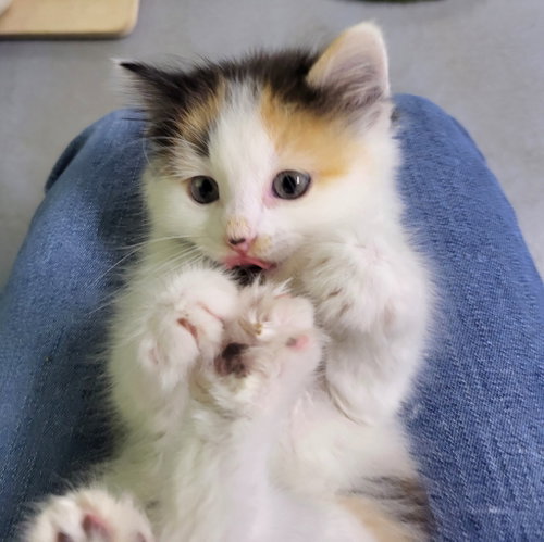 Tiara, an adoptable Calico in Ellijay, GA