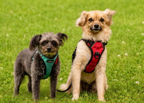 Jace, an adoptable Tibetan Spaniel in Ellijay, GA