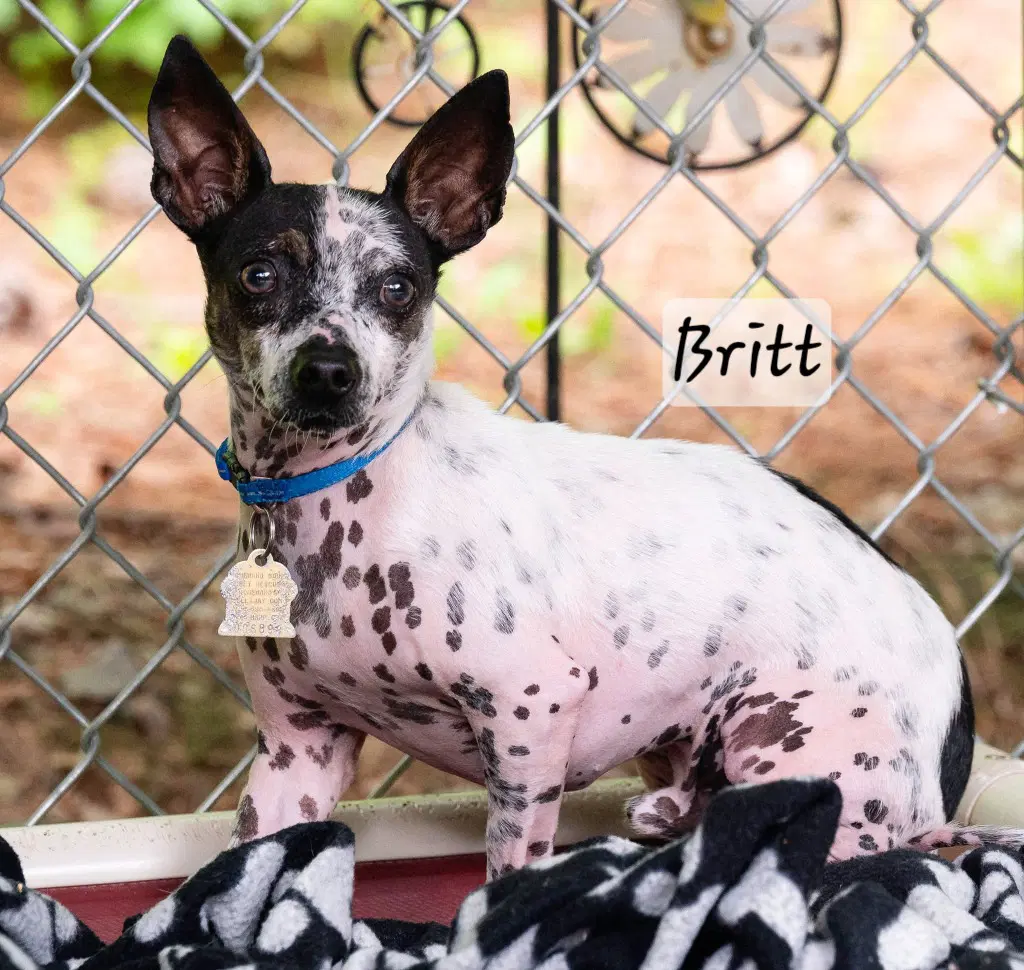 Britt image 3