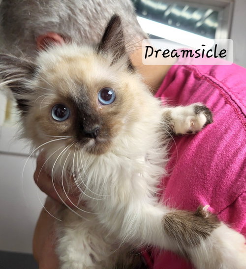 Dreamsicle
