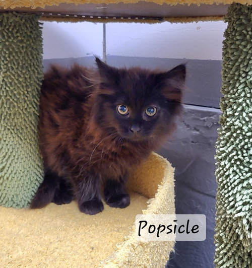 Popsicle