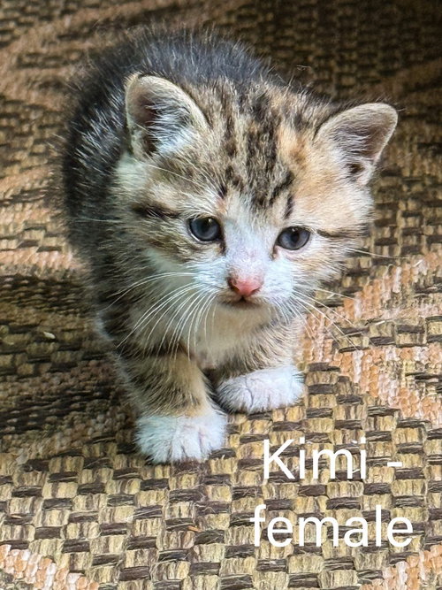Kimi, Baby Tabby, cat for adoption in Roswell, Georgia