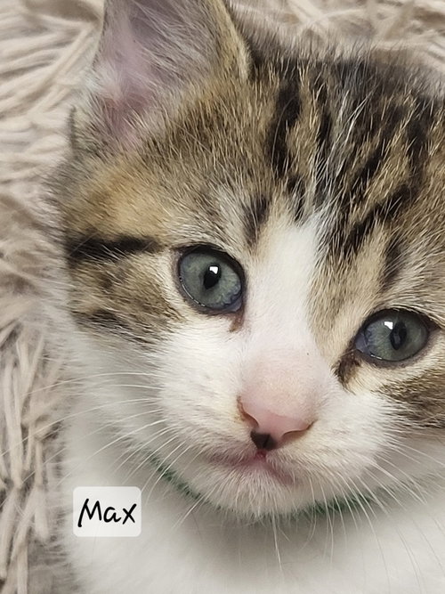 Max, an adoptable Tabby in Ellijay, GA