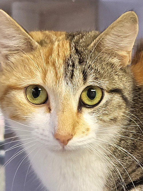 Paisley, an adoptable Calico in Ellijay, GA