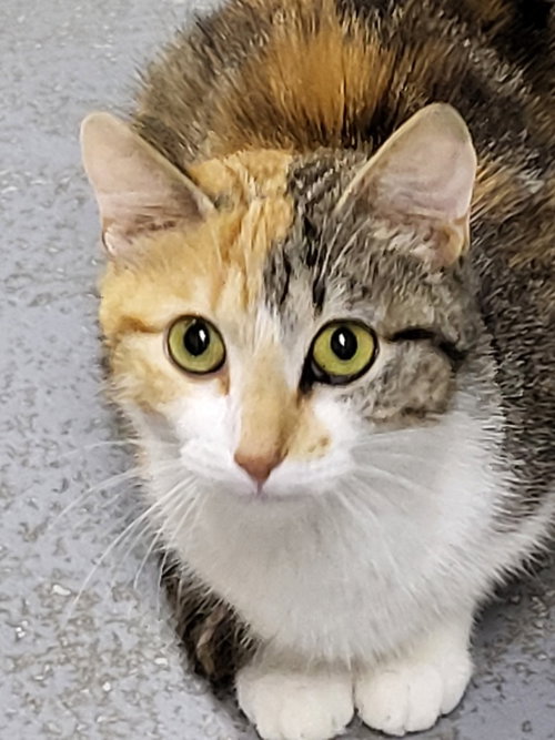 Paisley, an adoptable Calico in Ellijay, GA