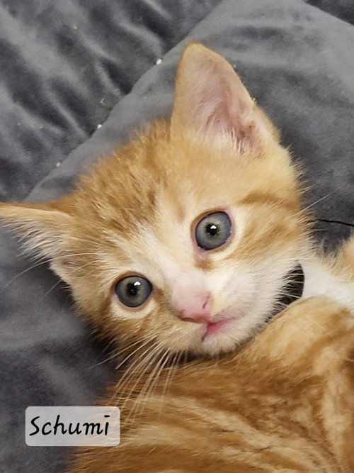 Schumi, an adoptable Tabby in Ellijay, GA