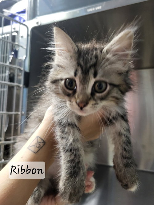Ribbon