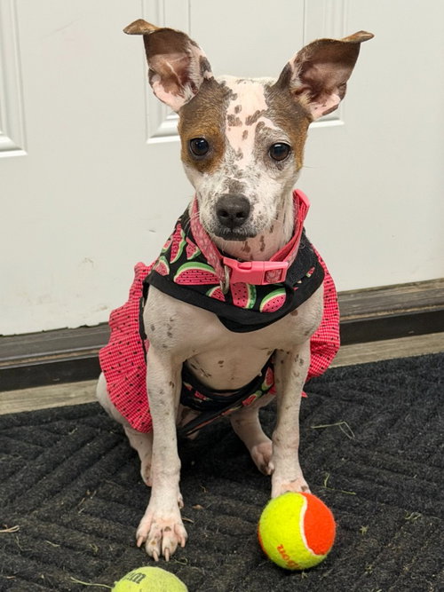picture of the dog needing adoption