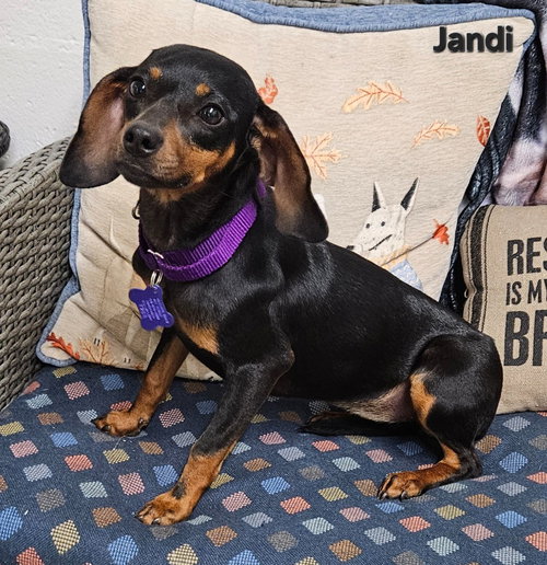 Jandi