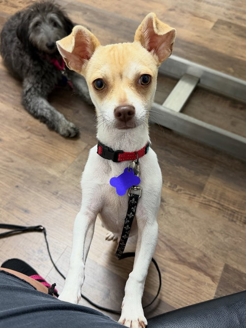 Macaroni, an adoptable Chihuahua in Ellijay, GA