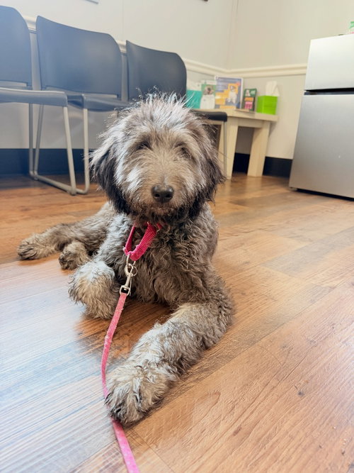 Reece, an adoptable Poodle in Ellijay, GA