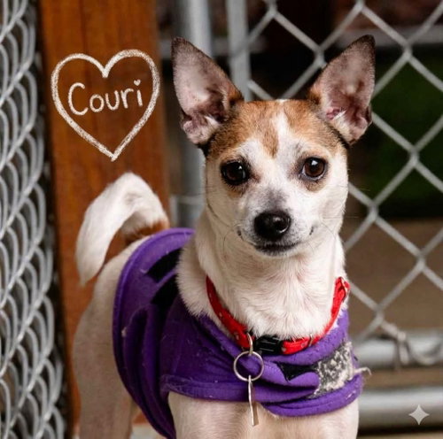 Couri, an adoptable Chihuahua in Ellijay, GA