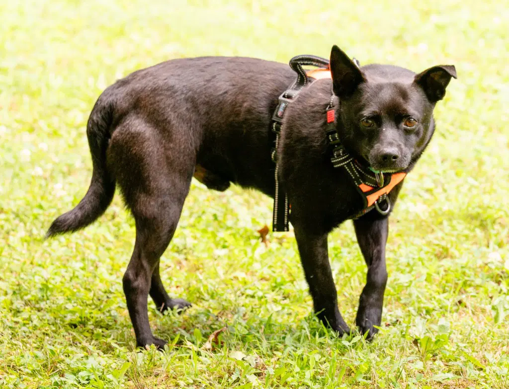 Remy image 4