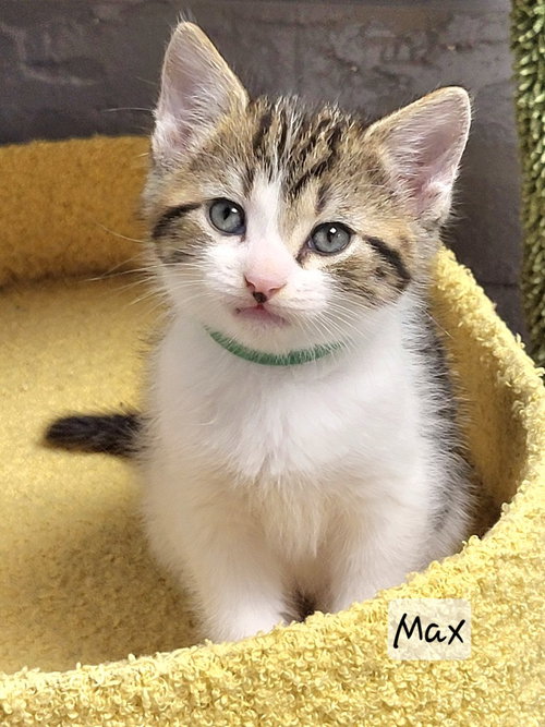 Max