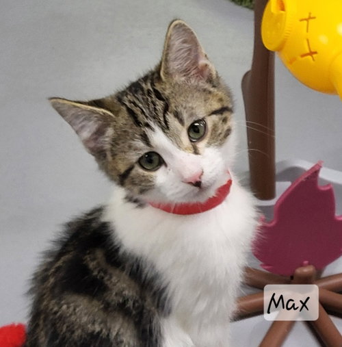 picture of the cat needing adoption