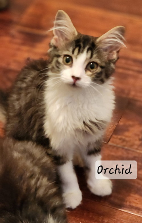 Orchid