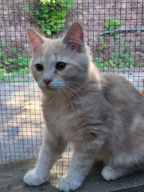 picture of the cat needing adoption