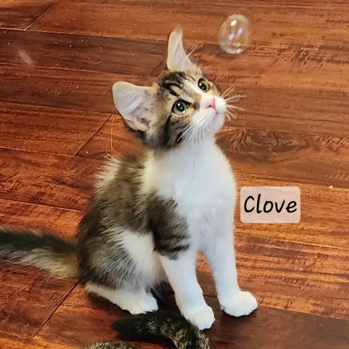 Clove